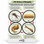 Life History of Mosquito Chart